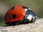 ladybug.JPG